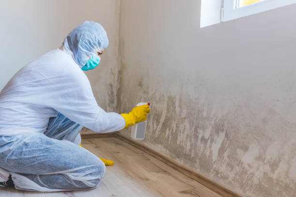Professional mold removal team in Danville