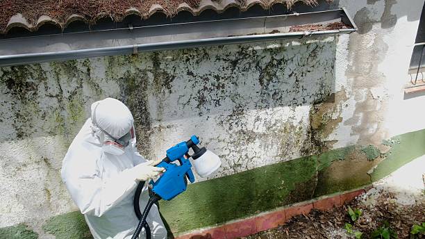 Mold Removal service in Danville